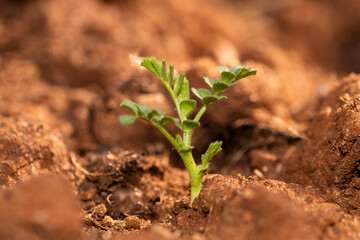 Close-up of a chickpea plant in the ground growing in the garden