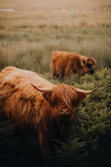 highland cow and calf