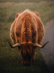 scottish highland cow