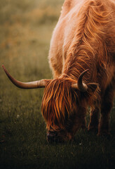 scottish highland cow in winter