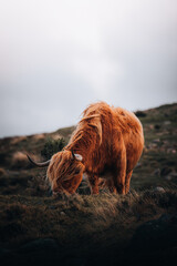 Grazing highland cow