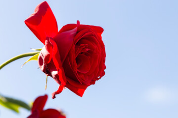 red rose against a blue sky