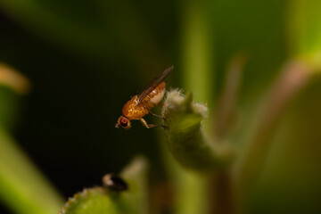 small orange fly with red eyes called Sobarocephala flaviseta found on tree leaves in the