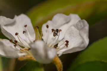 carpet beetle on a pear tree flower in blossom