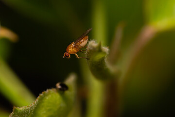 small orange fly with red eyes called Sobarocephala flaviseta found on tree leaves in the