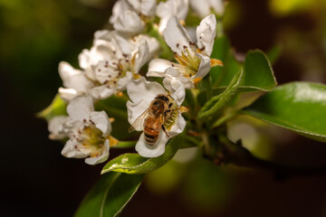 honeybee on a pear flower on a pear tree during spring in Adelaide, South Australia