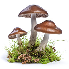 Trio of Brown Cap Mushrooms on Moss. Three glossy brown mushrooms emerge from vibrant green moss.

