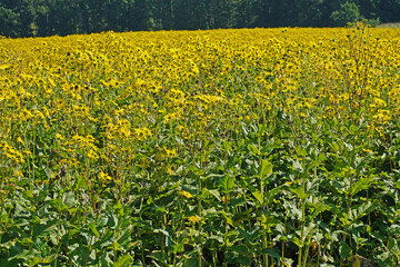 Obraz premium Sonnenblumenfeld