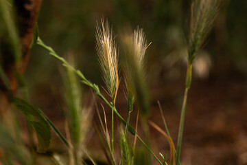 Backlit grass wheat during golden hour
