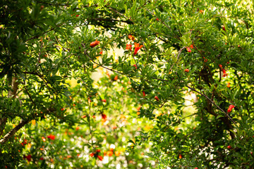 red pomegranate flowers on pomegranate trees during springtime 