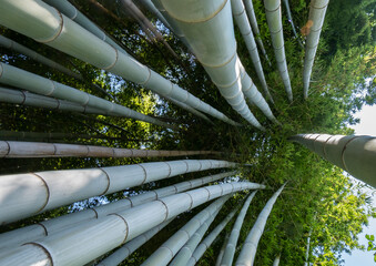 The bamboo forest on Isola Madre. One of the beautiful Borromean Islands of Lago Maggiore in Italy