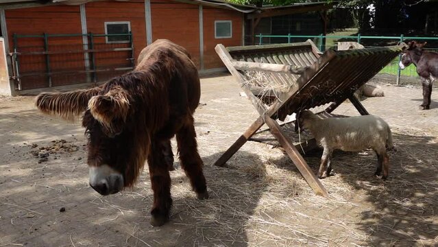 A hairy, brown, curly donkey walks in his enclosure. Petting zoo with donkeys in the Gertrudenhof in H&uuml;rth, North Rhine-Westphalia, Germany. Animal gathering in open air zoo on a farm.