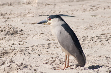 Black-crowned Night Heron on the beach in Brazil