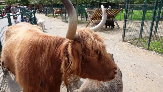 Male cattle with large horns and long wild fur at the Gertrudenhof in H&uuml;rth, North Rhine-Westphalia, Germany. Farm scene in slow motion with farm animals relaxing and ruminating.