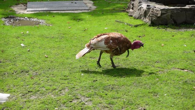 A turkey walks along a green meadow. Rooster makes jerky movements. Typical gait of poultry, such as chickens, roosters etc. Farm scene with bird in slow motion.