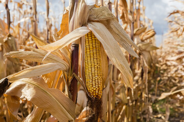 Ripe corn ear on the dry stem on corn field