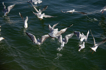 A group of seagulls next to each other in a lake in the west of Tehran