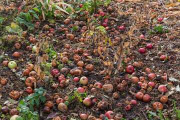 Fallen red apples, mostly rotten lie on ground after rain