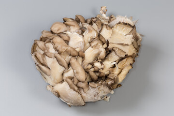 Cluster of raw oyster mushrooms on a gray background