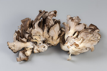 Clusters of raw oyster mushrooms on a gray background