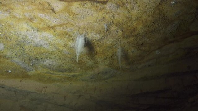 Silvery mold fungi (Mucor mucedo) grows in a cave without light. Speleobios, Cave biocenosis