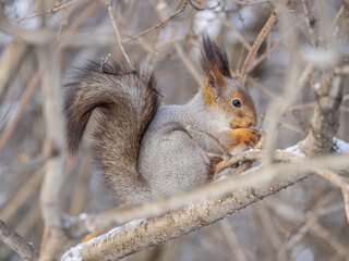 The squirrel with nut sits on tree in the winter or late autumn