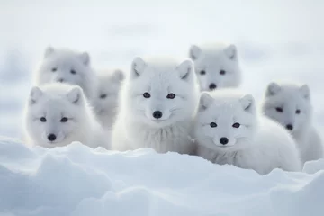 Fotobehang Poolvos white fox