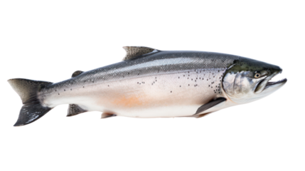 A salmon fish on the transparent background