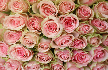Bouquet of colorful roses as background, closeup. Pink flowers full frame