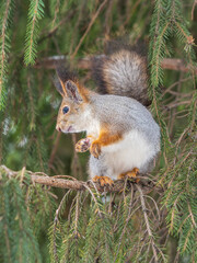 The squirrel sits on a branches without leaves in the winter or autumn