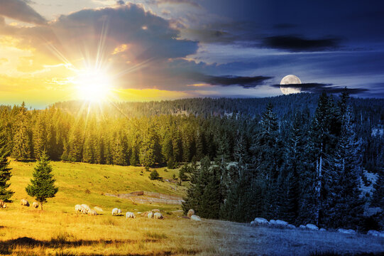 flock of sheep on the meadow meadow near fir forest in mountains with sun and moon at twilight. day and night time change concept. mysterious countryside scenery in morning light