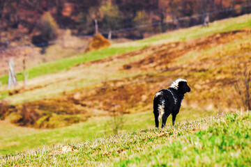 Naklejka na ściany i meble black lamb on the hill in early spring. rural area of ukrainian highlands