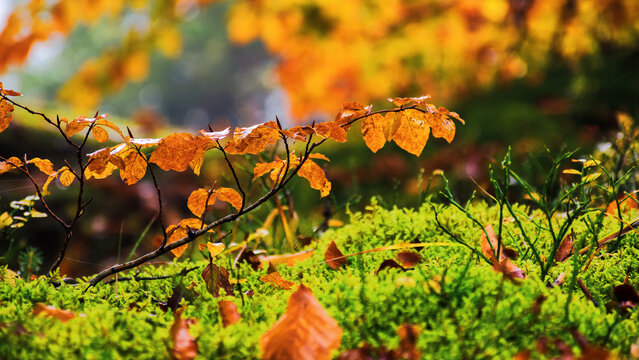 wet orange foliage in autumn forest. beautiful nature background
