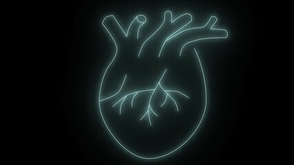 Human heart, cardiac muscle line and silhouette color icons set. Medical cardiology pictogram. Neon collection of healthy cardiovascular organ symbols on black background.