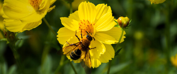 Bee on a yellow flower during a sunny day in Japan