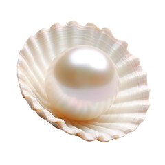 pearl in shell isolated on transparent background Remove png, Clipping Path