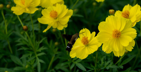 Hummingbird moth flying on a yellow flower field