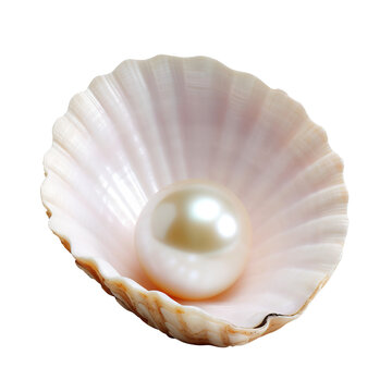 pearl in shell isolated on transparent background Remove png, Clipping Path