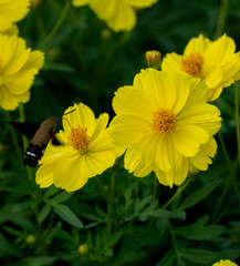 Hummingbird Moth flying on a yellow flower field in a sunny day in Japan