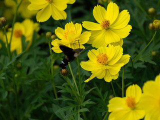 Hummingbird Moth flying on a yellow flower field in a sunny day in Japan