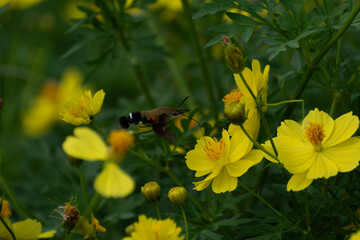 Hummingbird Moth flying on a yellow flower field in a sunny day in Japan