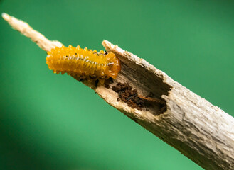 The pupae of caterpillars are yellow. Slug moth larvae (family Limacodidae). Limacodidae slug caterpillar
