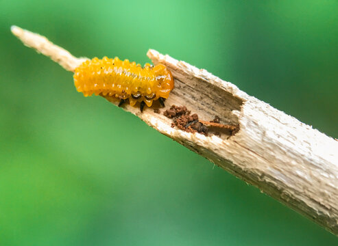 The pupae of caterpillars are yellow. Slug moth larvae (family Limacodidae). Limacodidae slug caterpillar