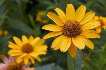 beautiful plants in nature