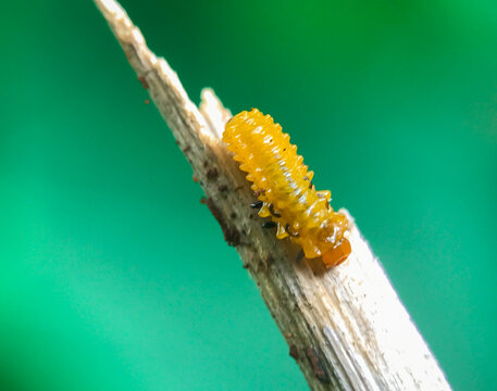 The pupae of caterpillars are yellow. Slug moth larvae (family Limacodidae). Limacodidae slug caterpillar