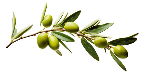 Olive branch with ripe and delicious olives, cut out