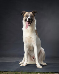 Fototapeta premium different breeds of dogs on a gray background