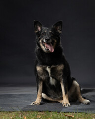 different breeds of dogs on a gray background