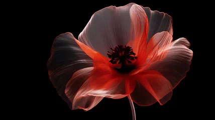 Deurstickers Red poppy flower on black background. Remembrance Day, Armistice Day, Anzac day symbol © vejaa