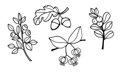 Set of black and white line art illustration bunch with berry, euonymus, cranberries, blueberries, oak . Black outline. Isolated objects on a white background.